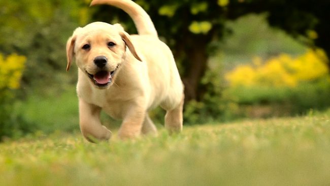 labrador-allevamento-poggetti-casa-biagini-roberto-viola-videografica01-grosseto-2016